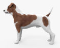 Jack Russell Terrier 3d model