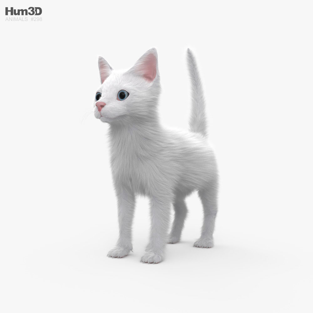 하얀색 새끼 고양이 3D 모델 