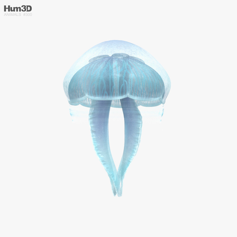 Медуза 3D модель