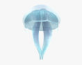 Common Jellyfish 3d model