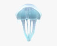 Common Jellyfish 3d model