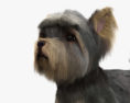Yorkshire Terrier Modelo 3D