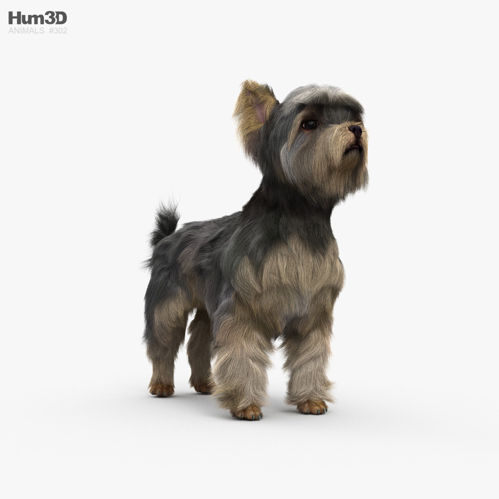 23 Yankee Terrier Images, Stock Photos, 3D objects, & Vectors