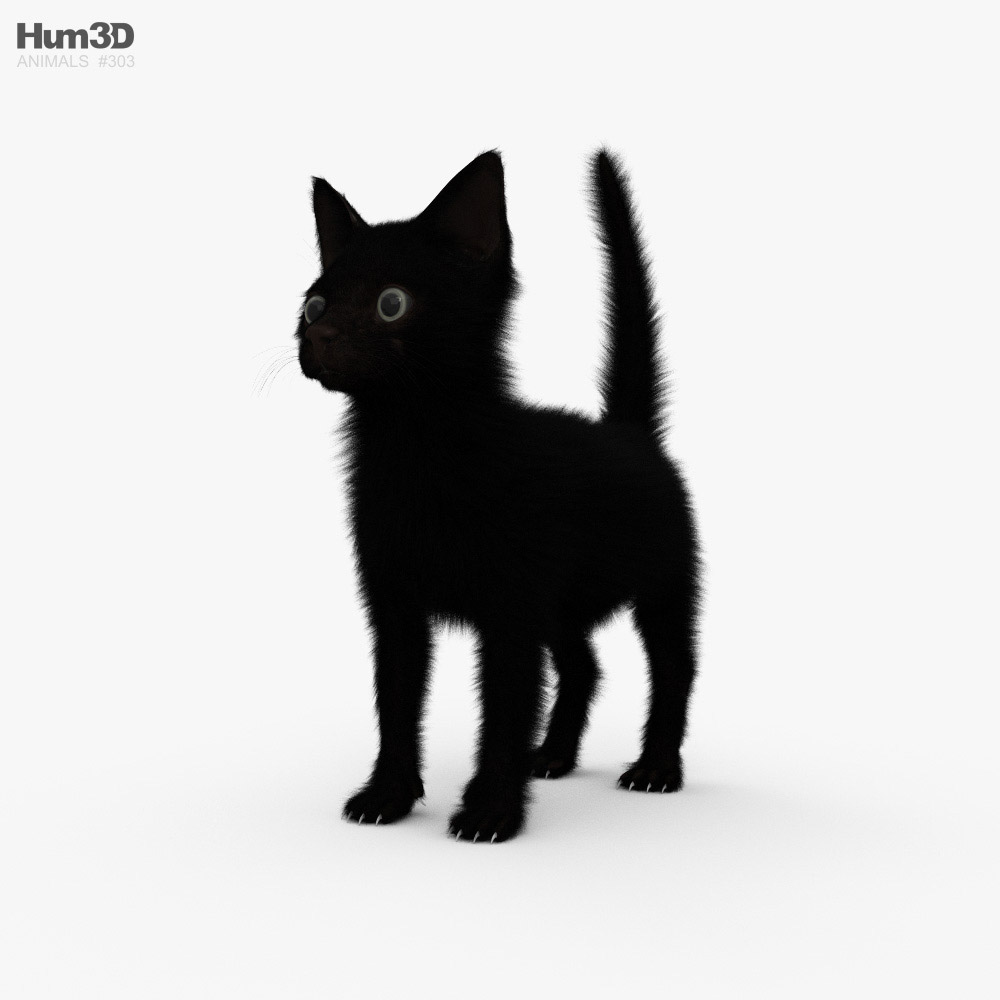 검은 색 새끼 고양이 3D 모델 