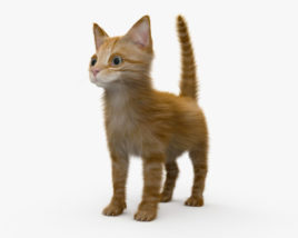 姜小猫 3D模型