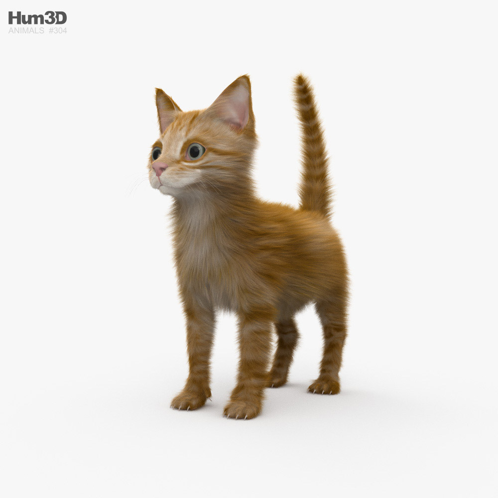 생강 새끼 고양이 3D 모델 