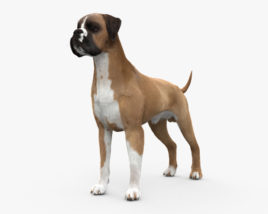 Boxer Dog 3D model