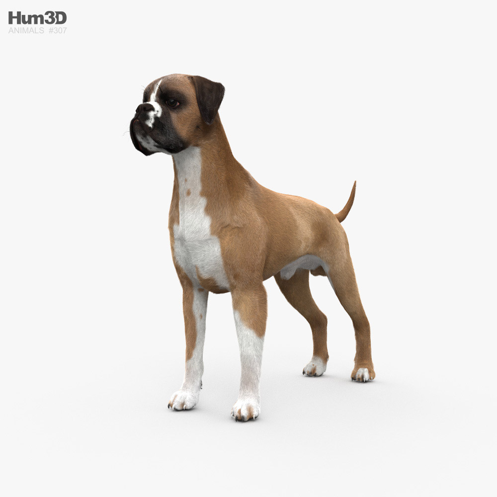 Boxer chien Modèle 3D