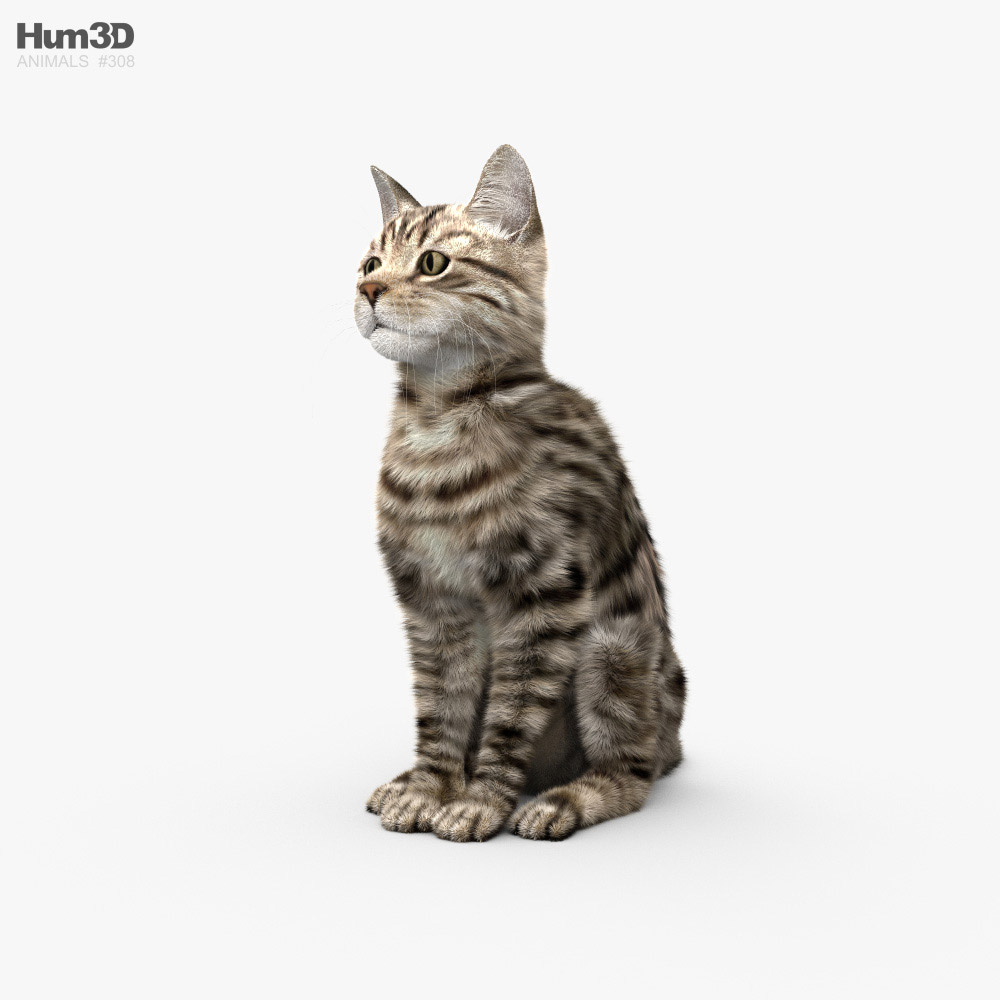 座っている猫 3Dモデル