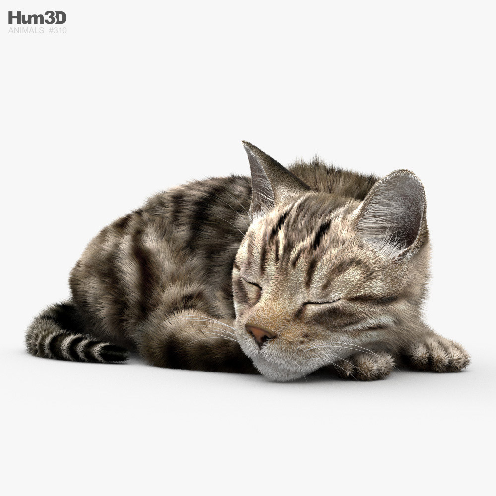 잠자는 고양이 3D 모델 