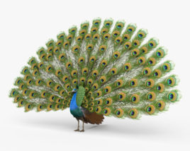 Peacock 3D model