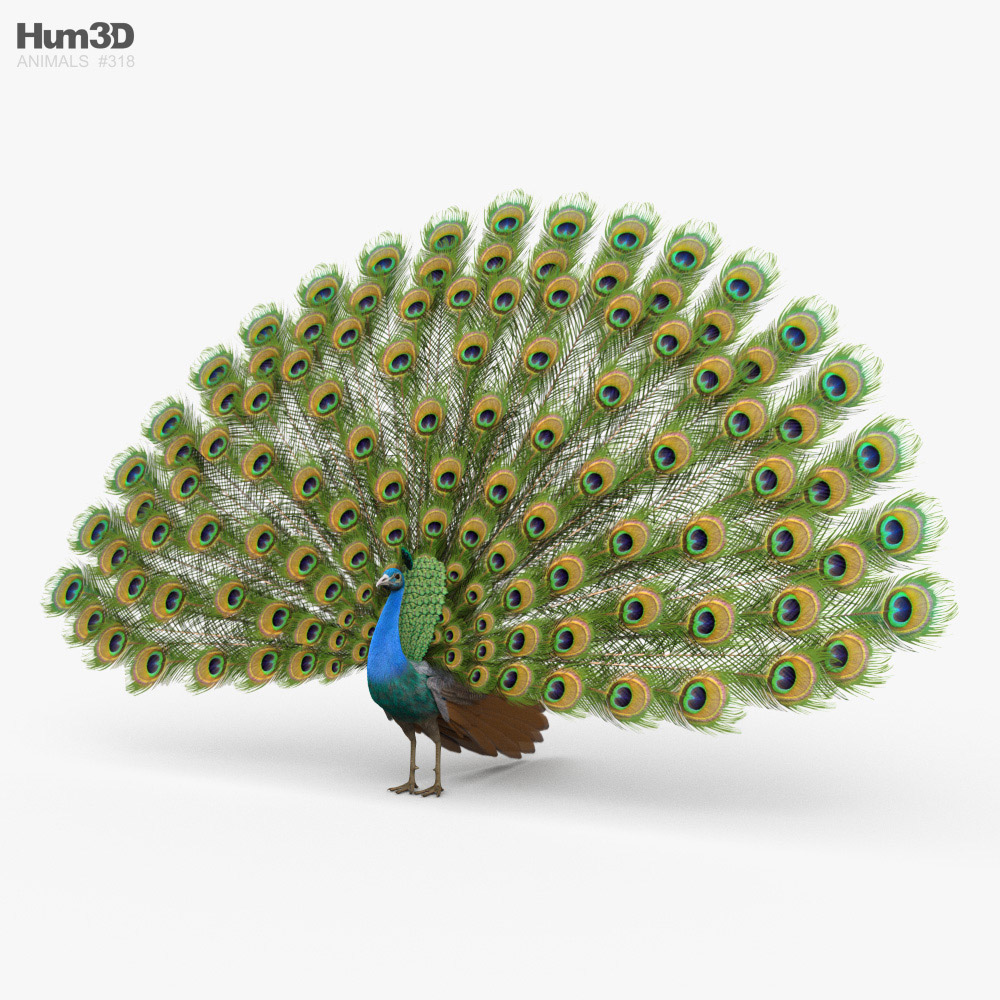Peacock 3d model