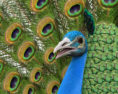 Peacock 3d model