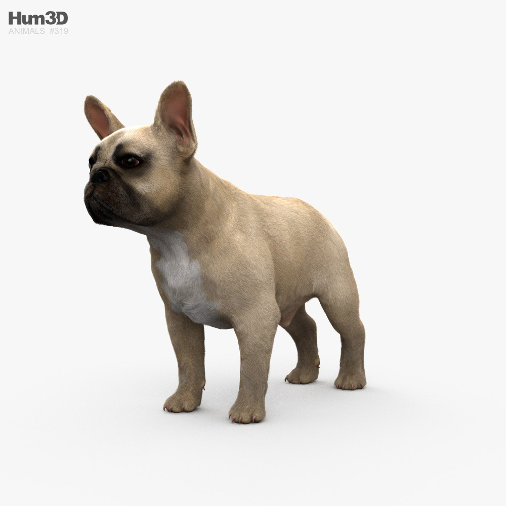 French Bulldog 3D model