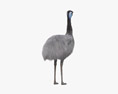 Emu Modelo 3d