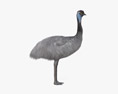 Emu 3d model