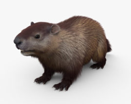 Groundhog 3D model