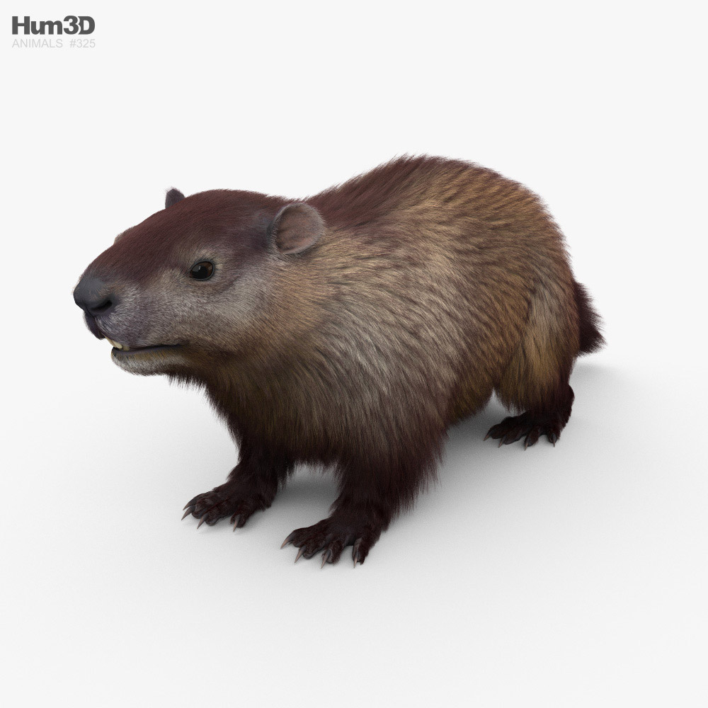 Groundhog 3d model