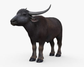 Asian Buffalo 3D model