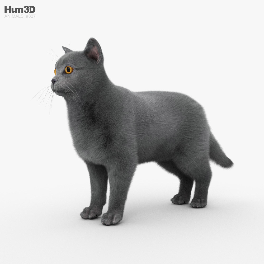 С анимацией Британская короткошёрстная кошка 3D модель - Скачать Животные  на 3DModels.org