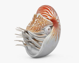 Nautilus 3D model