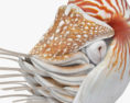 鹦鹉螺科 3D模型