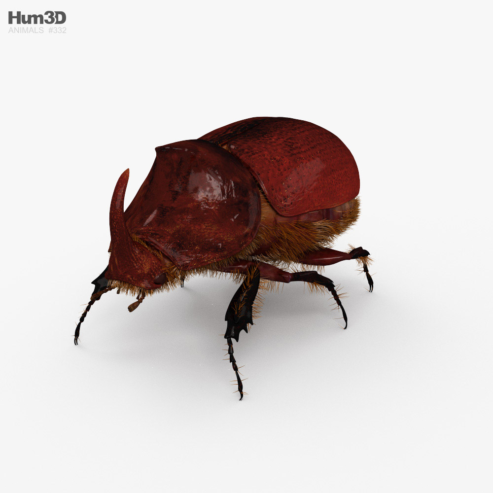 Escarabajo rinoceronte Modelo 3D
