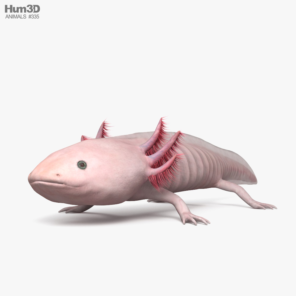Axolotl 3D-Modell