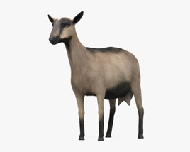 Alpine Goat 3D model