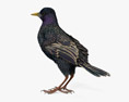 紫翅椋鸟 3D模型