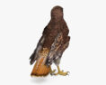 Red-tailed Hawk 3d model