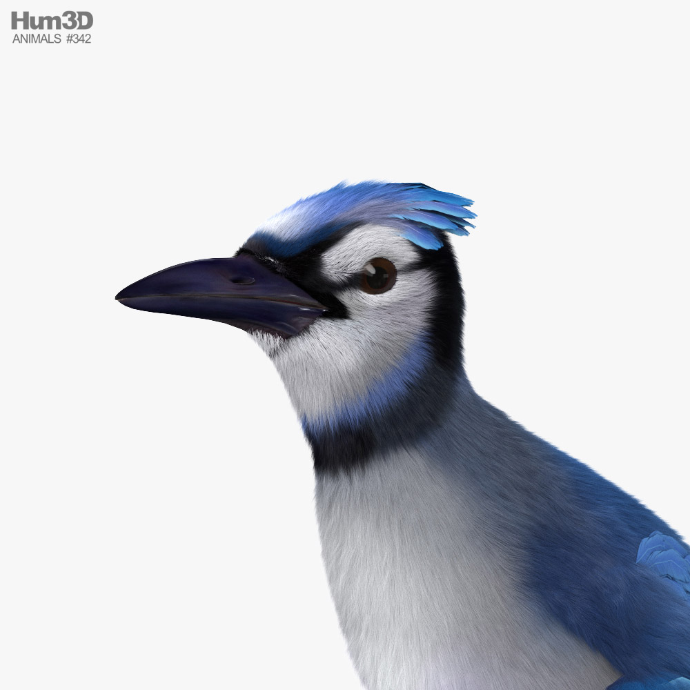 357 Blue Jay Sketch Images, Stock Photos, 3D objects, & Vectors