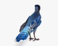 Blue Jay 3d model