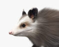 Opossum 3d model