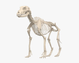 狗骨架 3D模型