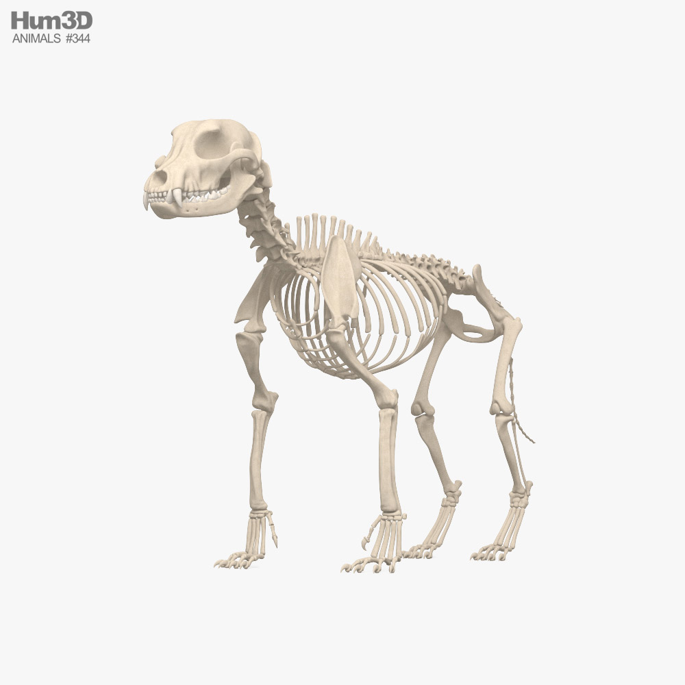 Scheletro di cane Modello 3D