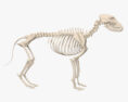 Dog Skeleton 3d model