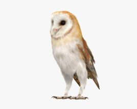 Barn Owl 3D model
