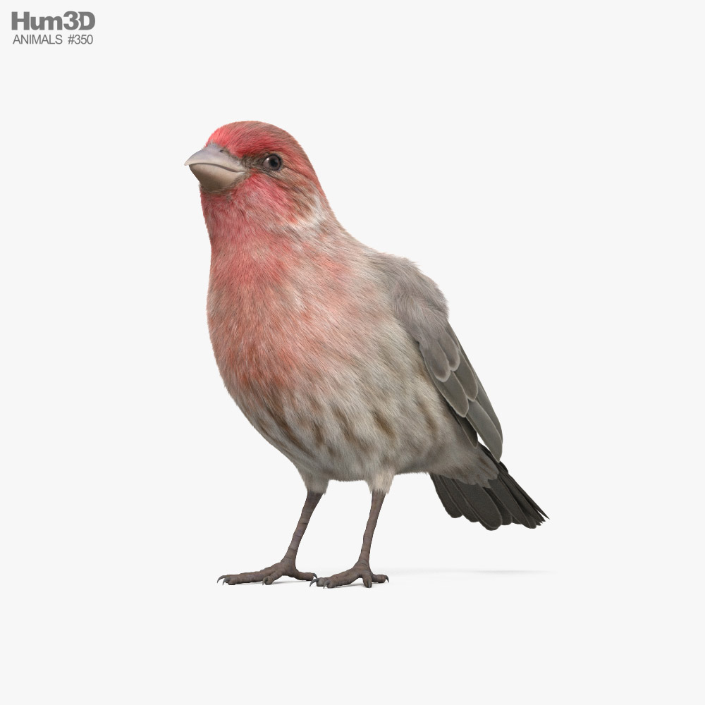 House Finch 3D 모델 
