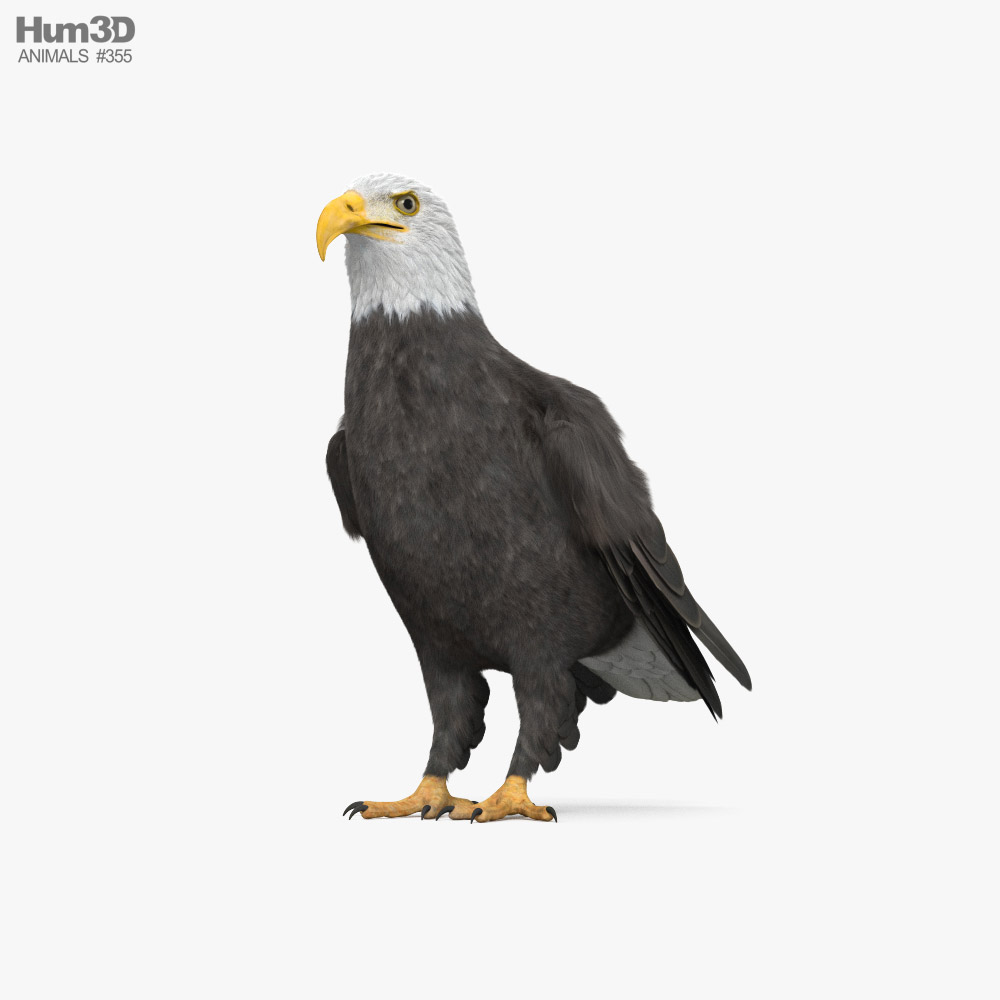 Aquila calva Modello 3D