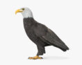 Bald Eagle 3d model