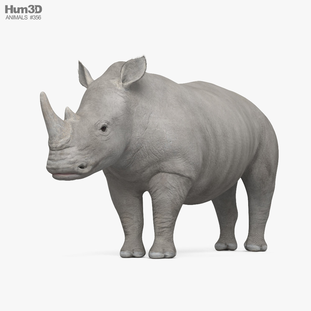 White Rhinoceros 3d model