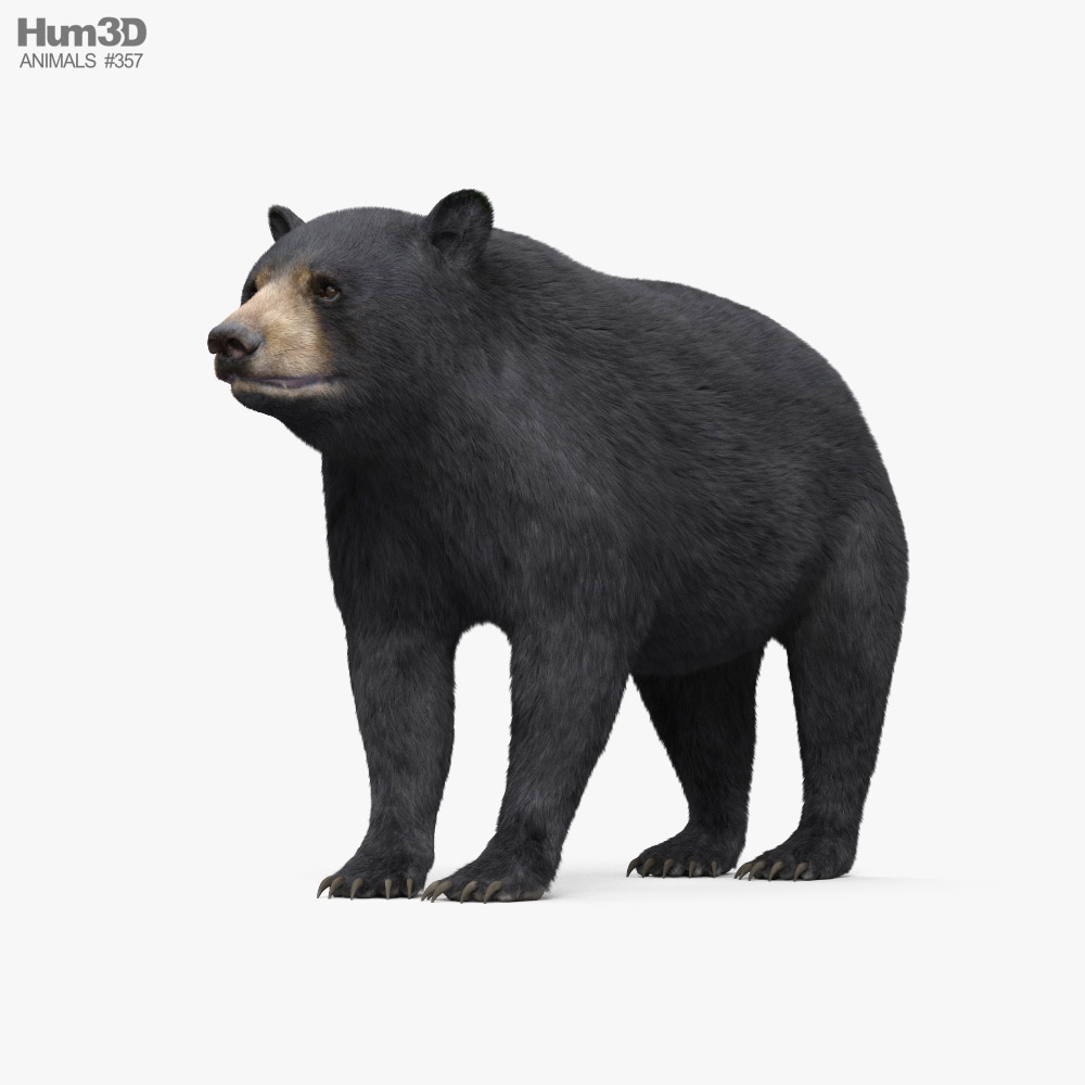 美洲黑熊 3D模型