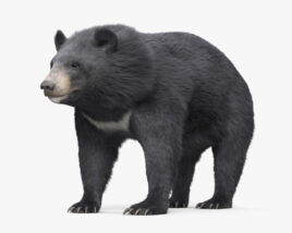 Asian Black Bear 3D model