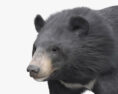 Asian Black Bear 3d model