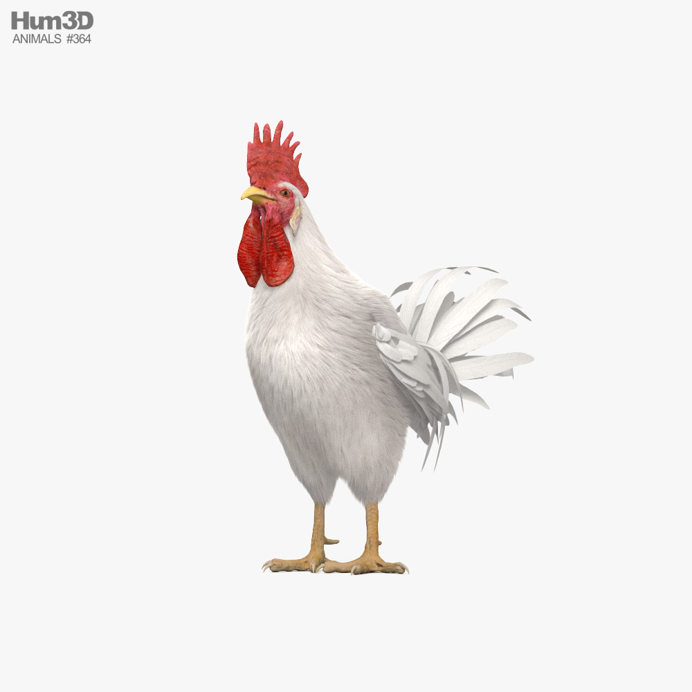 Rooster Leghorn 3D model