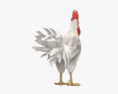 Rooster Leghorn 3Dモデル