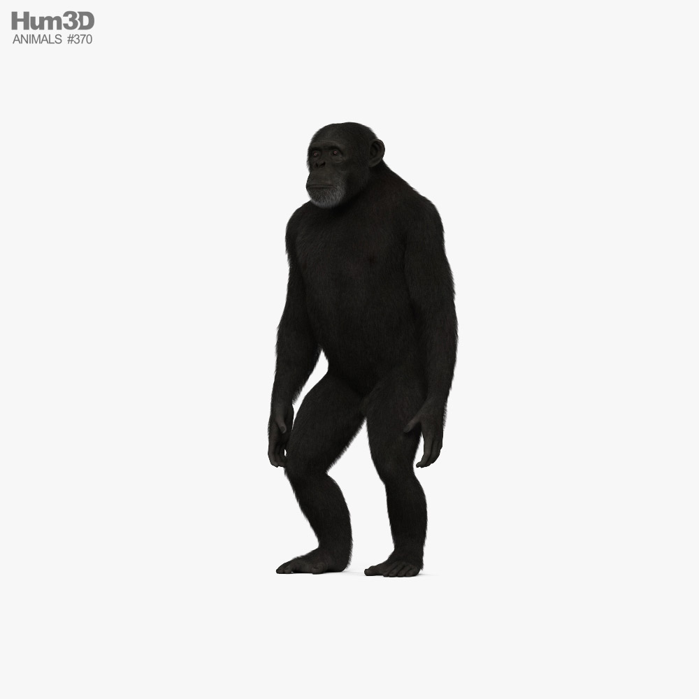 Schimpanse 3D-Modell