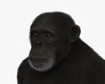 Common Chimpanzee 3d model