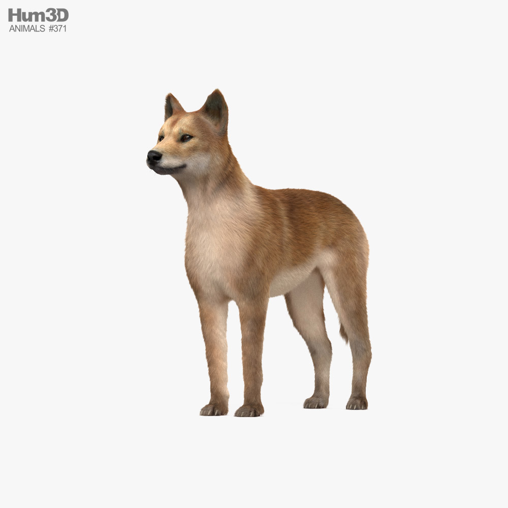 Dingo Modelo 3d